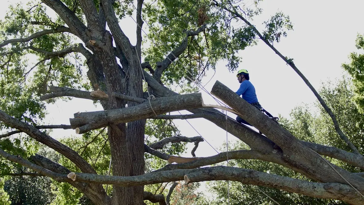 Professional Crown Thinning performed by certified arborists in Laceyville