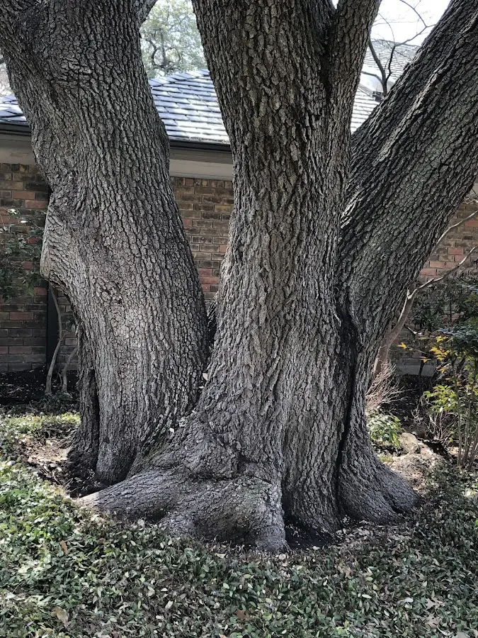 Mature heritage tree close to a Laceyville property cared for by certified arborists